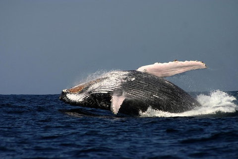 Sydney Whale-Watching Cruise Including Lunch Or Breakfast - Schoolies Week Accommodation 1