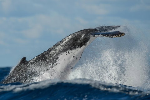 Sydney Whale-Watching Cruise Including Lunch Or Breakfast - Schoolies Week Accommodation 4