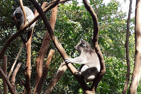 Small-Group Blue Mountains Tour With Bush Walks And Featherdale Wildlife Park - Schoolies Week Accommodation 5