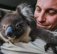 Kangaroos  Koala encounter experience Half day private tour - Schoolies Week Accommodation