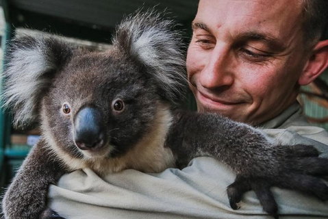 Kangaroos & Koala Encounter Experience (Half Day Private Tour) - Schoolies Week Accommodation 0