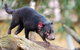 Kangaroos & Koala Encounter Experience (Half Day Private Tour) - thumb 1
