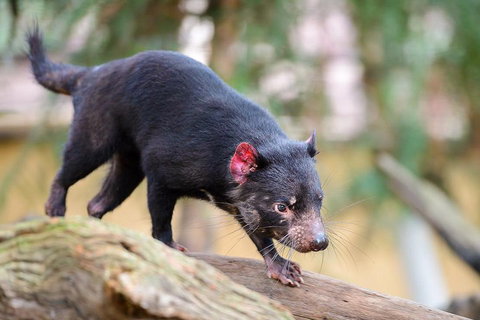 Kangaroos & Koala Encounter Experience (Half Day Private Tour) - Schoolies Week Accommodation 1