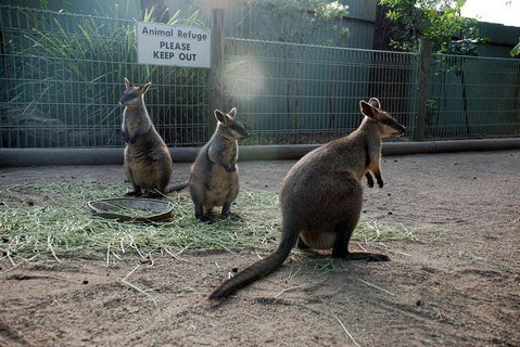 Kangaroos & Koala Encounter Experience (Half Day Private Tour) - Schoolies Week Accommodation 2