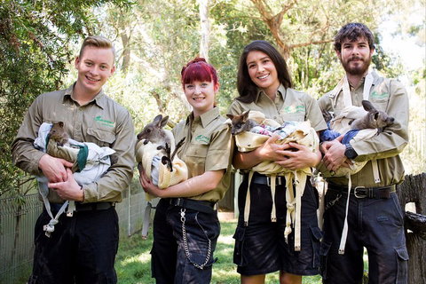 Kangaroos & Koala Encounter Experience (Half Day Private Tour) - Schoolies Week Accommodation 3