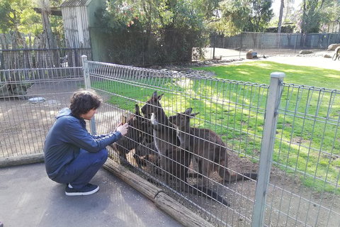 Kangaroos & Koala Encounter Experience (Half Day Private Tour) - Schoolies Week Accommodation 4