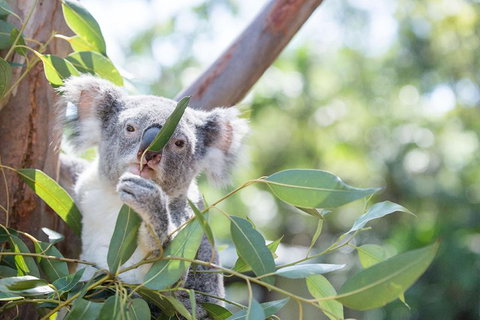 Kangaroos & Koala Encounter Experience (Half Day Private Tour) - Schoolies Week Accommodation 5
