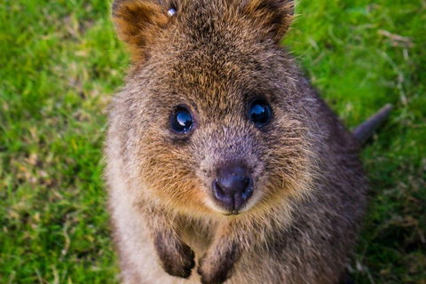Blue Mountains Sunset Tour | Kangaroos & Koala Encounter (Private Tour) - Schoolies Week Accommodation 1