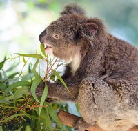 Blue Mountains Private Tour with Kangaroos  Koala Encounter - Schoolies Week Accommodation