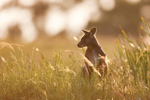 Sunset Blue Mountains Wilderness & Wildlife Tour Without The Crowds - Schoolies Week Accommodation 0