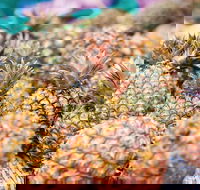 Sunshine Coast Eumundi Markets Return Minibus Transfer - Schoolies Week Accommodation