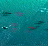 40-45 Minute Port Stephens and Stockton Beach Helicopter Flight - For 2 - Schoolies Week Accommodation