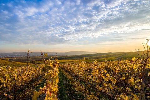 Wine Tours Sydney - Southern Highlands Day Escape, Full Day Wine Tasting Tour - Schoolies Week Accommodation 1