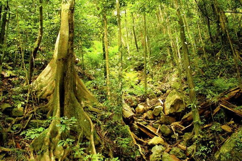 Barron Gorge And Kuranda National Park Half Day Rainforest And Waterfall 4WD Tour From Cairns - Schoolies Week Accommodation 4