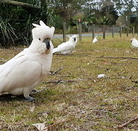 Kiama South Coast Tour with Coastline Farmlands Aboriginal Engravings  Lunch - Schoolies Week Accommodation