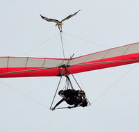 Hang gliding with HangglideOz
