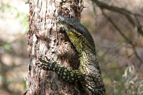 Byron Bay Combo: Minyon Falls And Hinterland Day Trip And Learn To Surf At Byron Bay - Schoolies Week Accommodation 0