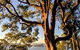 Manly & Sydney's Northern Beaches With 'Personalised Sydney Tours' - thumb 4