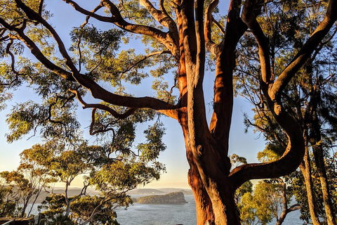 Manly & Sydney's Northern Beaches With 'Personalised Sydney Tours' - Schoolies Week Accommodation 4