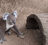 Australian Wildlife  Waterfalls Private Tour with 'Personalised Sydney Tours' - Schoolies Week Accommodation