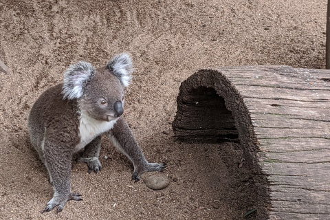 Australian Wildlife & Waterfalls Private Tour With 'Personalised Sydney Tours' - Schoolies Week Accommodation 0
