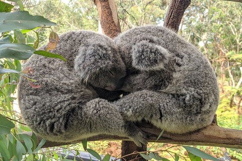 Australian Wildlife & Waterfalls Private Tour With 'Personalised Sydney Tours' - Schoolies Week Accommodation 2