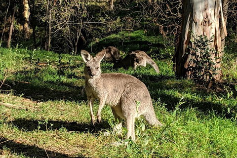 Australian Wildlife & Waterfalls Private Tour With 'Personalised Sydney Tours' - Schoolies Week Accommodation 3
