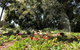 Discover Sydney - Botanic - thumb 3