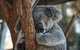 Sydney Taronga Zoo General Entry Ticket - thumb 3