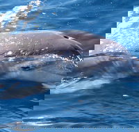 Jervis Bay Dolphin Watch Cruise - Schoolies Week Accommodation
