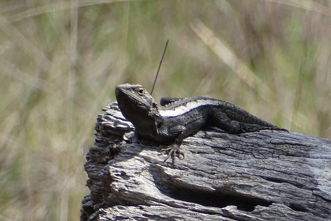 Inside The Greater Blue Mountains World Heritage - A Private Wildlife Safari Overnight - Schoolies Week Accommodation 2