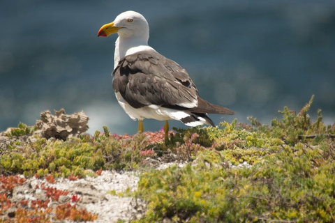 From The Mountains To The Bay - 4 Day Rediscovery Small Group Tour - Schoolies Week Accommodation 1