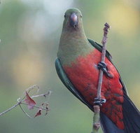 Inside the Greater Blue Mountains World Heritage - A Wildlife Safari Overnight - Schoolies Week Accommodation