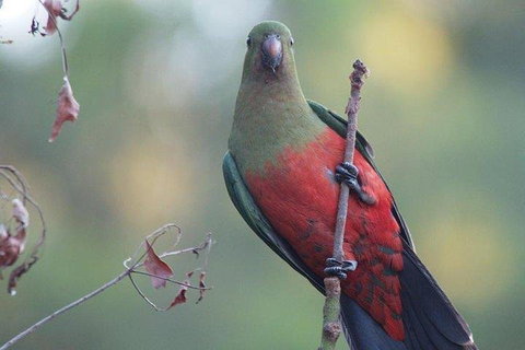Inside The Greater Blue Mountains World Heritage - A Wildlife Safari Overnight - Schoolies Week Accommodation 0