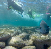 Manly and Shelly Beach Snorkeling Tour - Schoolies Week Accommodation