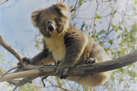 Kangaroo Island Scenic Trail Tour - Schoolies Week Accommodation 2
