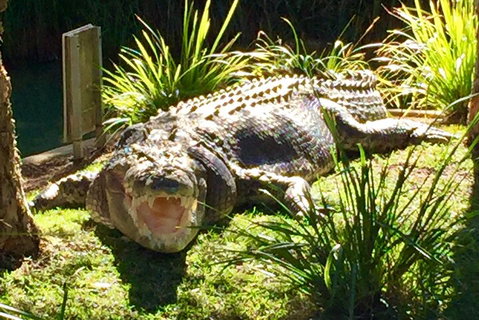 Central Coast Private Tour From Sydney, With Australian Reptile Park Option - Schoolies Week Accommodation 4