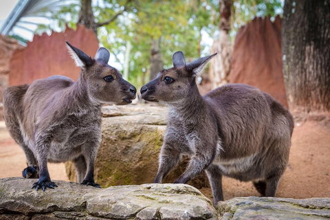 Sydney Attractions Pass: SEA LIFE Aquarium, Sydney Tower Eye, WILD LIFE Zoo And Madame Tussauds - Schoolies Week Accommodation 5