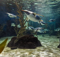 SEA LIFE Sydney Aquarium Entrance Ticket - Schoolies Week Accommodation