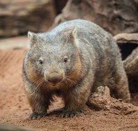 WILD LIFE Sydney Entrance Ticket - Schoolies Week Accommodation