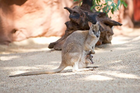 WILD LIFE Sydney Entrance Ticket - Schoolies Week Accommodation 2