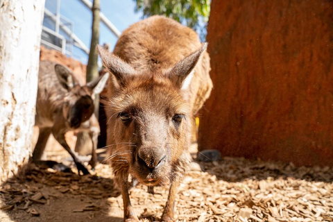 WILD LIFE Sydney Entrance Ticket - Schoolies Week Accommodation 3