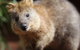 WILD LIFE Sydney Entrance Ticket - thumb 4