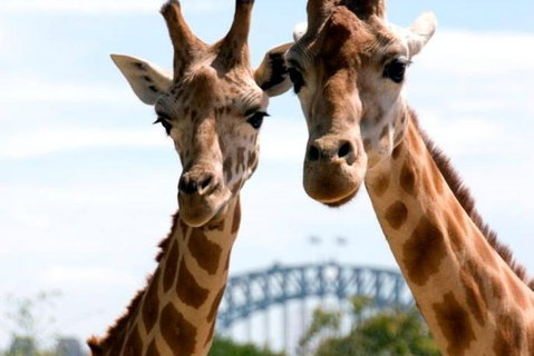 Sydney Harbour Ferry With Taronga Zoo Entry Ticket - Schoolies Week Accommodation 1