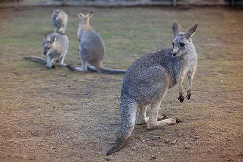 Private Tour: Blue Mountains Day Trip From Sydney - Schoolies Week Accommodation 2
