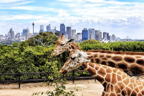 Go City | Sydney Explorer Pass With 20+ Attractions And Tours - Schoolies Week Accommodation 2