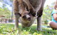 Luxury Hunter Valley Wildlife, Wine & Vodka Tasting Tour From Sydney - thumb 3