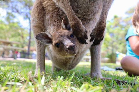 Luxury Hunter Valley Wildlife, Wine & Vodka Tasting Tour From Sydney - Schoolies Week Accommodation 3