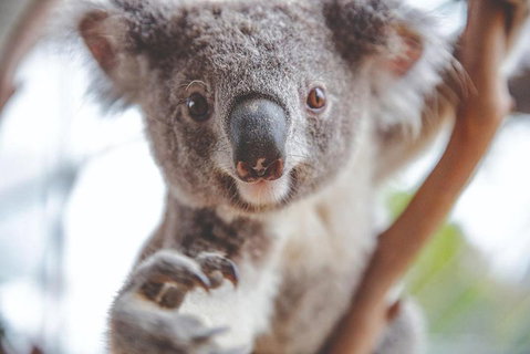 Hop-On Hop-Off Bus And PLUS 4 Merlin Attractions - Schoolies Week Accommodation 2