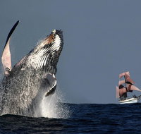 Sydney Harbour Tall Ship Whale  Sail - Whale Watching Cruise - Schoolies Week Accommodation